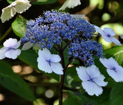 HydrangeamacrophyllaNadeshikoGakunice