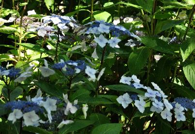 HydrangeamacrophyllaNadeshikoGaku