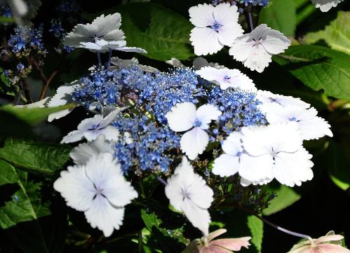 HydrangeamacrophyllaNadeshikoGaku3