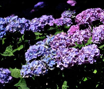 HydrangeamacrophyllaPrincessElisabethHJJonesUK