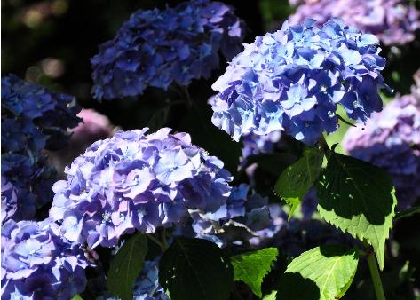 HydrangeamacrophyllaPrincessElisabethHJJonesUK2