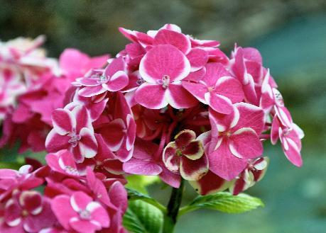 HydrangeamacrophyllaRedAce2vn1