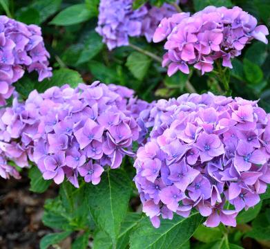 HydrangeamacrophyllaPrimaEugeneDraps2