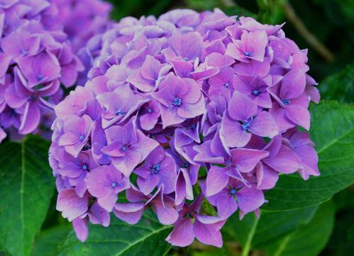 HydrangeamacrophyllaPrimaEugeneDraps