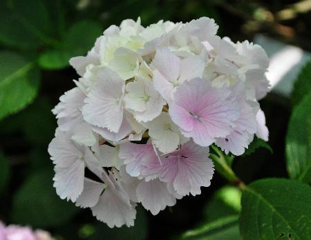 Hydrangea macrophylla 'Albrechtsburg' Nieshütz  1983   VN