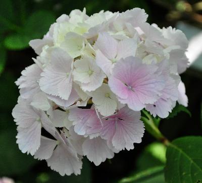 Hydrangea macrophylla 'Albrechtsburg' Nieshütz  1983   VN