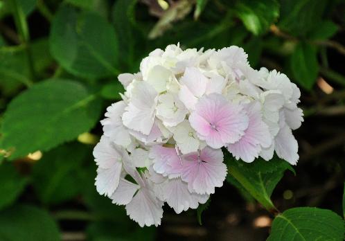 Hydrangea macrophylla 'Albrechtsburg' Nieshütz  1983 pic2