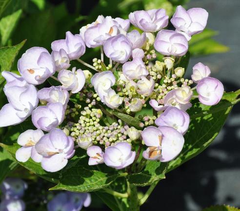 HYDRANGEAMACROPHYLLANANPINGJULI2