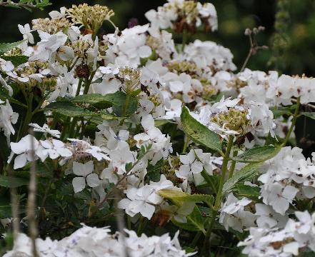 HydrangeamacrophyllaLannarthWhiteclosducoudray