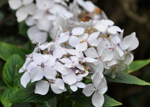 HydrangeamacrophyllaLannarthWhiteclosducoudray2close