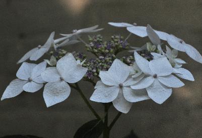 HydrangeamacrophyllaLanarthWhiteCloseupVNN