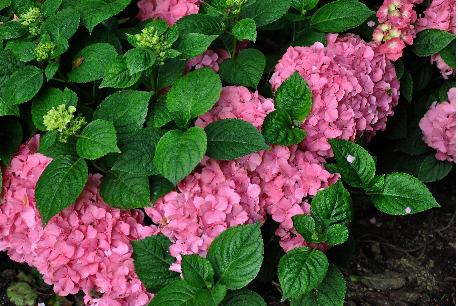 HydrangeamacrophyllaKingGeorgeV