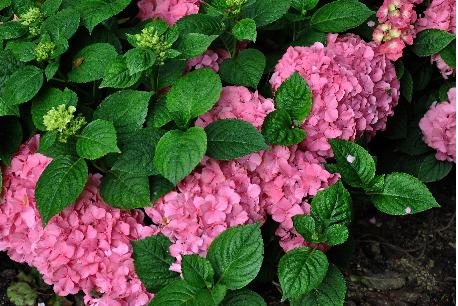 HydrangeamacrophyllaKingGeorgeV