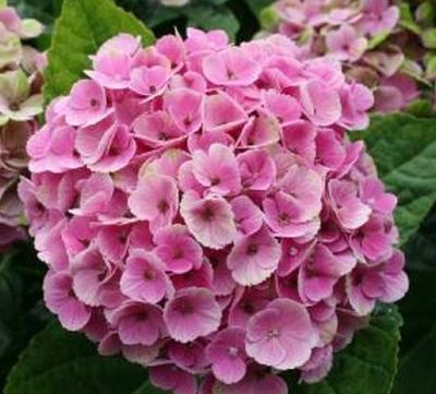 HydrangeamacrophyllamagicalCoral