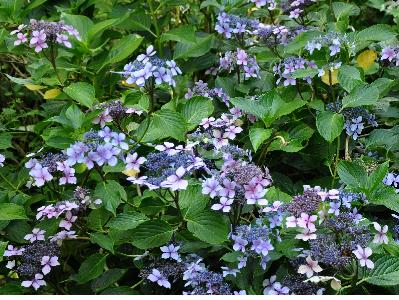 Hydrangea macrophylla 'Claudie' Corinne Mallet 1993 foto habitus 