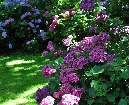 HydrangeamacrophyllaMerkurBrugger1978globalview