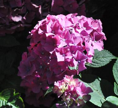 HydrangeamacrophyllaMerkurBrugger1978