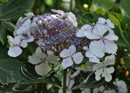 HydrangeamacrophyllaQuadricolorsynAuraHaworthBoothMichael1950nice