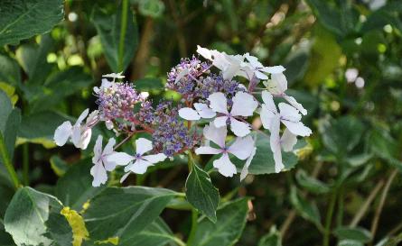 HydrangeamacrophyllaQuadricolorsynAuraHaworthBoothMichael1950