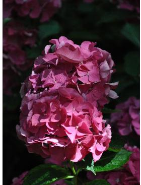 HydrangeamacrophyllaSonjapic2