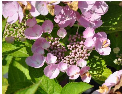 HydrangeamacrophyllaTaube2