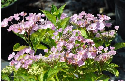 HydrangeamacrophyllaTaubetellerpink