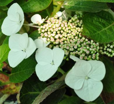 HydrangeamacrophyllaBenxi2