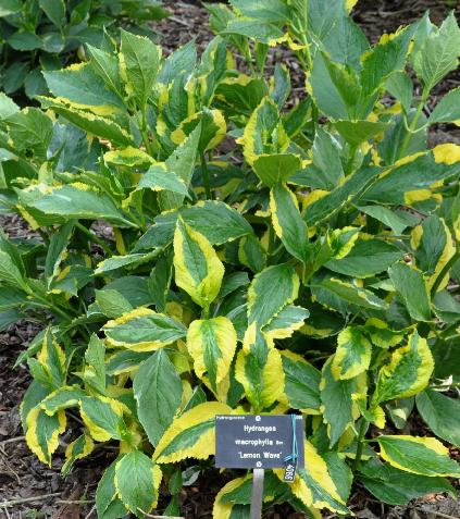 HydrangeamacrophyllaLemonWave