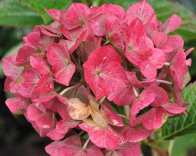 HydrangeamacrophyllaGlowingEmbersuitbloeioktober