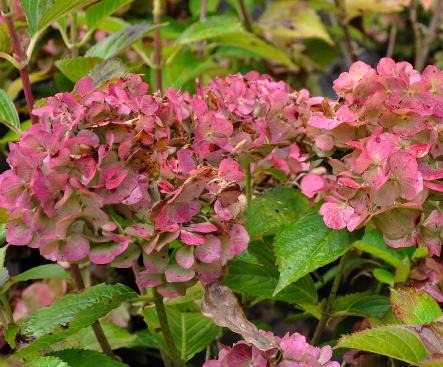 hydrangeamacrophyllaLavblauitbloei