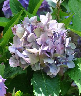 HydrangeamacrophyllaBlauerPrinzuitbloeiseptember