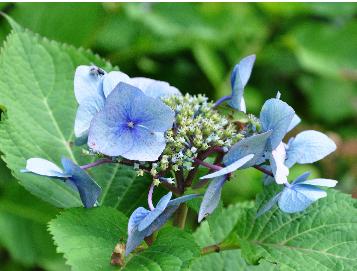 HydrangeamacrophyllaEisvogeluitbloeiokt