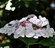 HYDRANGEAMACROPHYLLALIBELLEVNEINDAUG