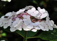 HYDRANGEAMACROPHYLLALIBELLEVNEINDAUG1