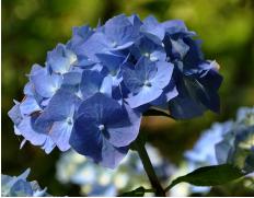 HydrangeamacrophyllaBelaclup