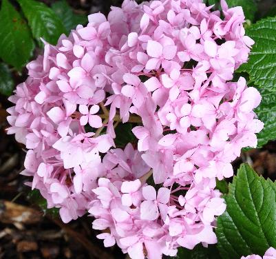 HydrangeamacrophyllaSemperflorens