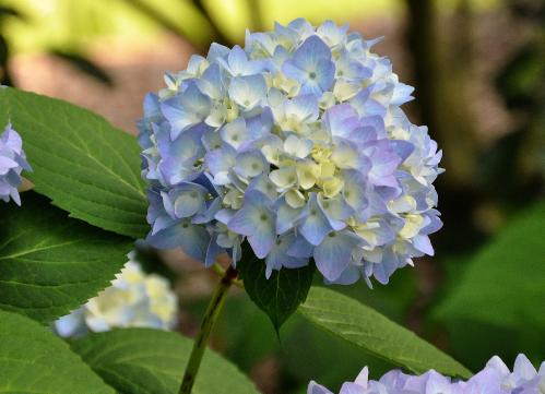 HydrangeamacrophyllaSemperflorensblauwVN