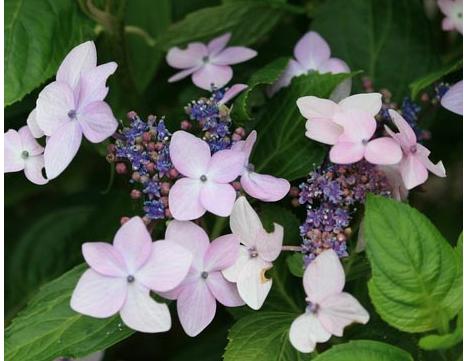 HydrangeamacrophyllaJeanVarnier