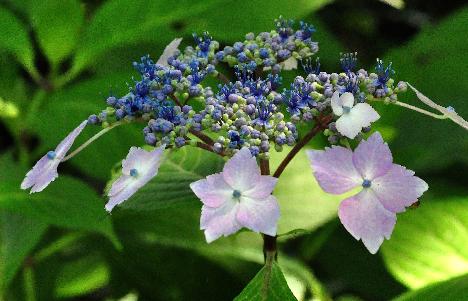 HydrangeamacrophyllaLilacinacloseupbloemvnn