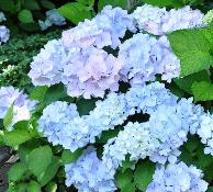 HydrangeamacrophyllaAlaskajulinice