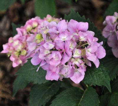 Hydrangea macrophylla 'Carmen' Closeup 