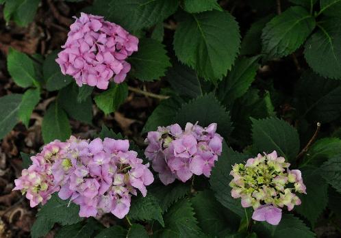 HydrangeamacrophyllaCarmen