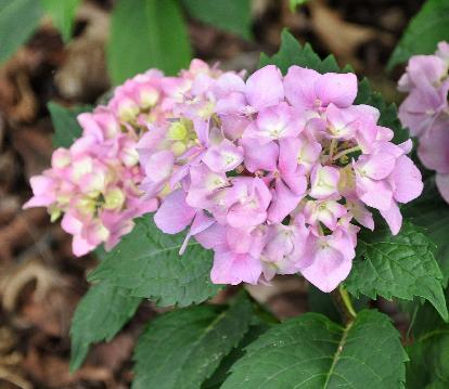 HydrangeamacrophyllaCarmenjongebloemenjuli2011