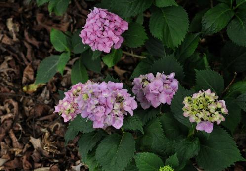 Hydrangea macrophylla 'Carmen' - location arboretum 'Het Leen ' - Eeklo -Belgique