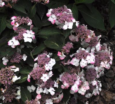 Hydrangea macrophylla 'Delight' photo 12 juli 2012