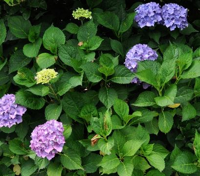 HydrangeamacrophyllaDrSteinigerglobalview