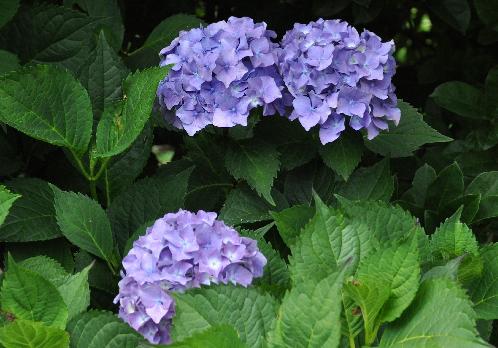 HydrangeamacrophyllaDrSteinigerVN