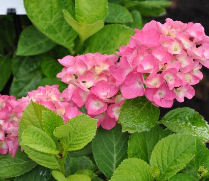 Hydrangea macrophylla 'Flanders Pink'