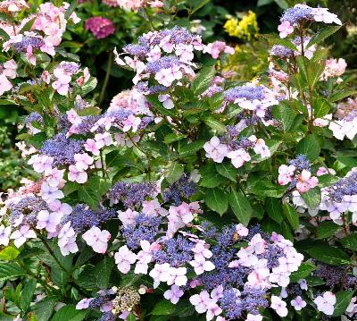 Hydrangea macrophylla 'Juno'global picture