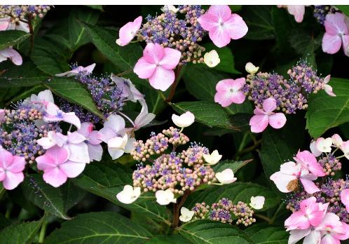 HydrangeamacrophyllaJunoVNN